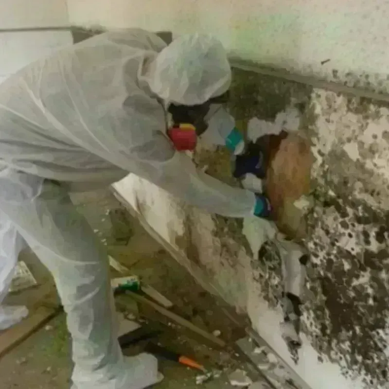 Best Mold Remediation and Removal Service in Echo Park, CA